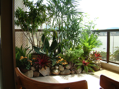 Plantas possuem energia positiva e passam isso para o ambiente (Foto: Reprodução)